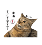 キジトラのおまめ2（個別スタンプ：26）
