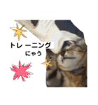 キジトラのおまめ2（個別スタンプ：29）