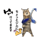 キジトラのおまめ2（個別スタンプ：30）