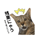 キジトラのおまめ2（個別スタンプ：32）