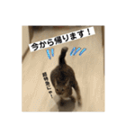 キジトラのおまめ2（個別スタンプ：33）