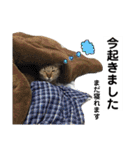 キジトラのおまめ2（個別スタンプ：34）