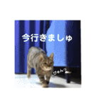 キジトラのおまめ2（個別スタンプ：35）