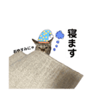 キジトラのおまめ2（個別スタンプ：36）