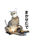 キジトラのおまめ2（個別スタンプ：37）