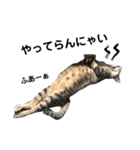 キジトラのおまめ2（個別スタンプ：38）