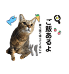 キジトラのおまめ2（個別スタンプ：39）