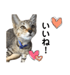 キジトラのおまめ2（個別スタンプ：40）