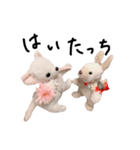 くんくんとティラミス（個別スタンプ：1）