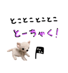 くんくんとティラミス（個別スタンプ：19）