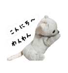くんくんとティラミス（個別スタンプ：29）