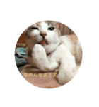 ねこたちの。（個別スタンプ：1）