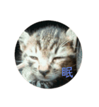 ねこたちの。（個別スタンプ：3）