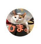 ねこたちの。（個別スタンプ：4）
