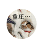 ねこたちの。（個別スタンプ：5）