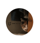 ねこたちの。（個別スタンプ：6）