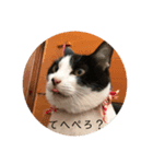 ねこたちの。（個別スタンプ：8）