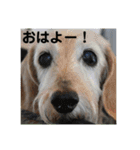 むうたん（個別スタンプ：1）