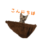 ゆに レオ マオ ミオ（個別スタンプ：5）