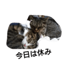 猫屋敷 わさりりあん りりぃスペシャル（個別スタンプ：3）
