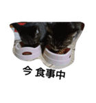 猫屋敷 わさりりあん りりぃスペシャル（個別スタンプ：5）
