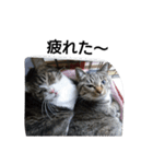 猫屋敷 わさりりあん りりぃスペシャル（個別スタンプ：8）