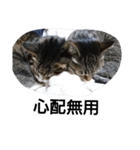 猫屋敷 わさりりあん りりぃスペシャル（個別スタンプ：9）
