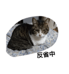 猫屋敷 わさりりあん りりぃスペシャル（個別スタンプ：11）