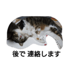 猫屋敷 わさりりあん りりぃスペシャル（個別スタンプ：12）