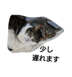猫屋敷 わさりりあん りりぃスペシャル（個別スタンプ：13）