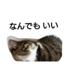 猫屋敷 わさりりあん りりぃスペシャル（個別スタンプ：15）