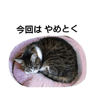 猫屋敷 わさりりあん りりぃスペシャル（個別スタンプ：16）