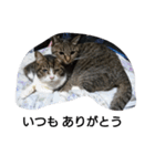 猫屋敷 わさりりあん りりぃスペシャル（個別スタンプ：22）
