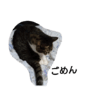 猫屋敷 わさりりあん りりぃスペシャル（個別スタンプ：27）