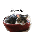 猫屋敷 わさりりあん りりぃスペシャル（個別スタンプ：28）