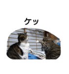 猫屋敷 わさりりあん りりぃスペシャル（個別スタンプ：29）