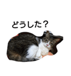 猫屋敷 わさりりあん りりぃスペシャル（個別スタンプ：31）