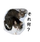 猫屋敷 わさりりあん りりぃスペシャル（個別スタンプ：35）