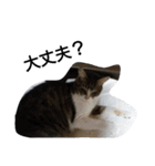 猫屋敷 わさりりあん りりぃスペシャル（個別スタンプ：37）