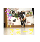bossの日々（個別スタンプ：2）