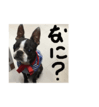 bossの日々（個別スタンプ：3）
