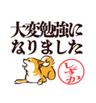 柴犬しずか（デカ文字・敬語）（個別スタンプ：21）