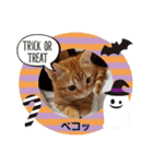 子猫のリタ君のスタンプ2（個別スタンプ：1）