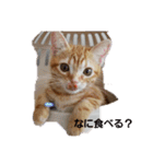 子猫のリタ君のスタンプ2（個別スタンプ：4）