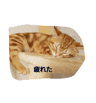 子猫のリタ君のスタンプ2（個別スタンプ：5）