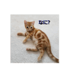 子猫のリタ君のスタンプ2（個別スタンプ：7）