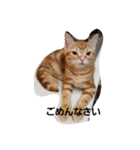 子猫のリタ君のスタンプ2（個別スタンプ：8）