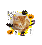 子猫のリタ君のスタンプ2（個別スタンプ：9）