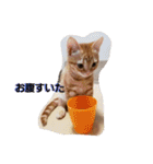 子猫のリタ君のスタンプ2（個別スタンプ：10）