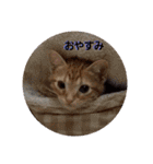 子猫のリタ君のスタンプ2（個別スタンプ：11）